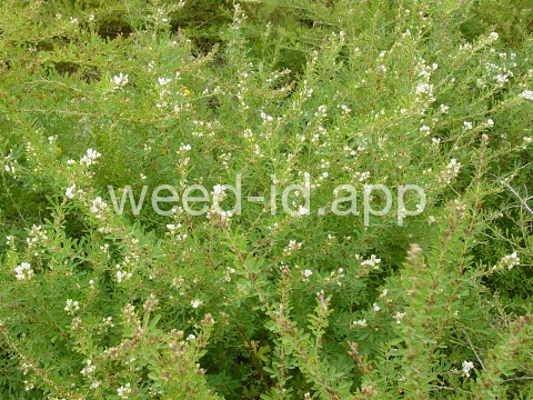 lespedeza, sericea
